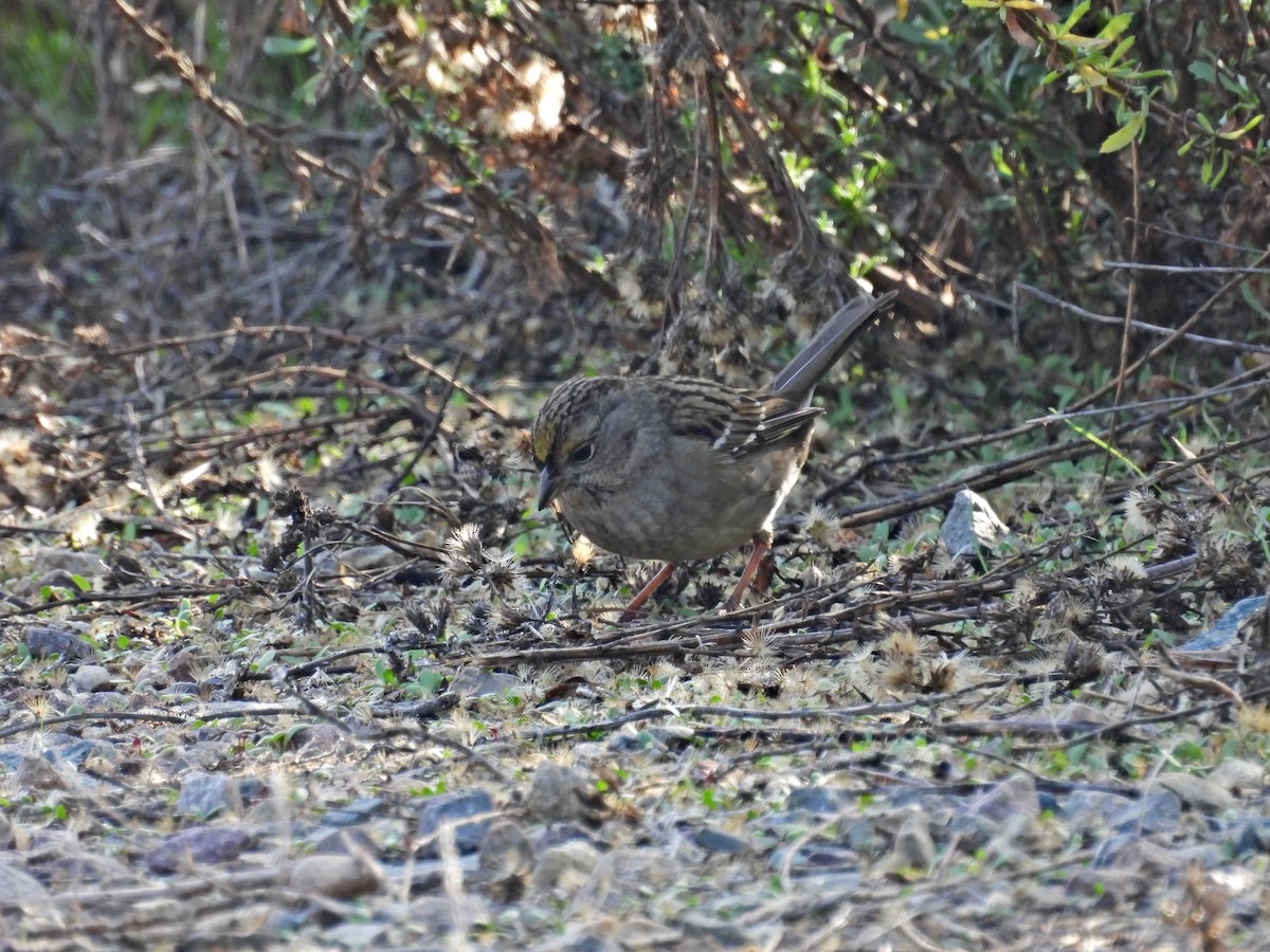 Golden-crowned Sparrow - ML646153748