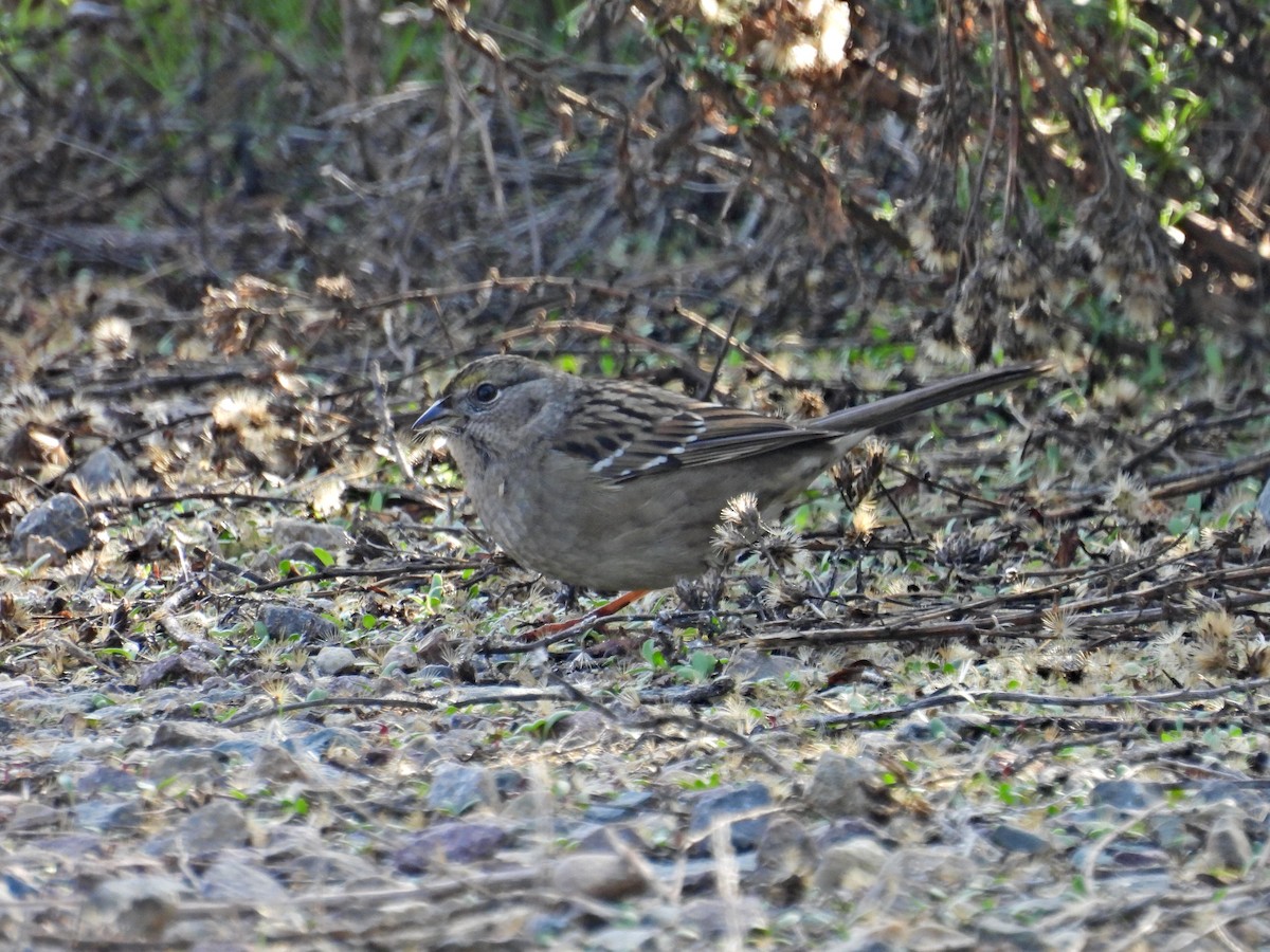 Golden-crowned Sparrow - ML646153749