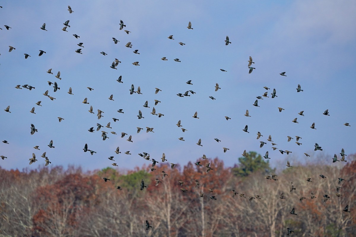 Brown-headed Cowbird - ML646153752