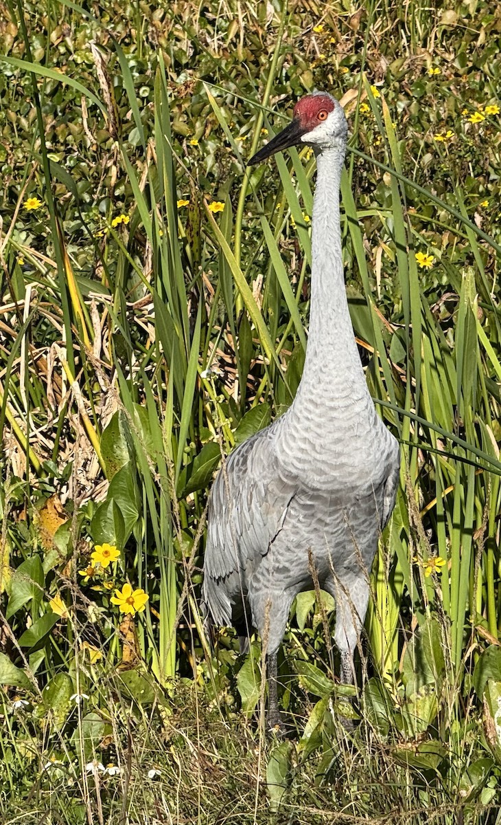 jeřáb kanadský - ML646153757