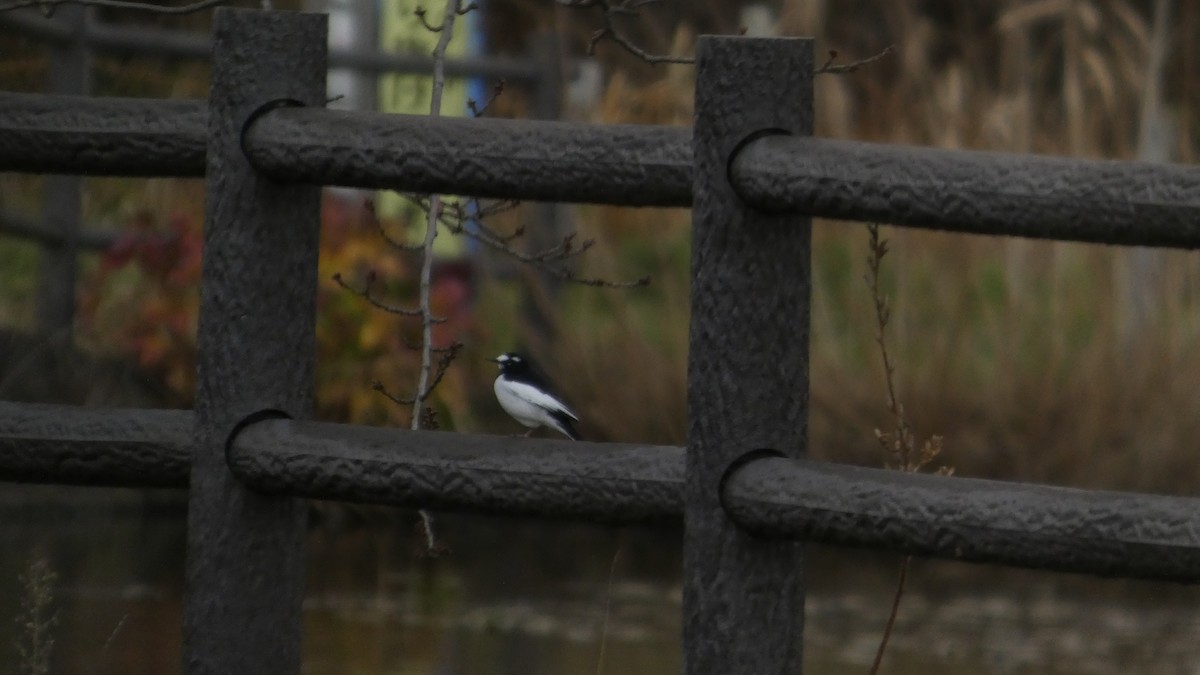 Japanese Wagtail - ML646153763