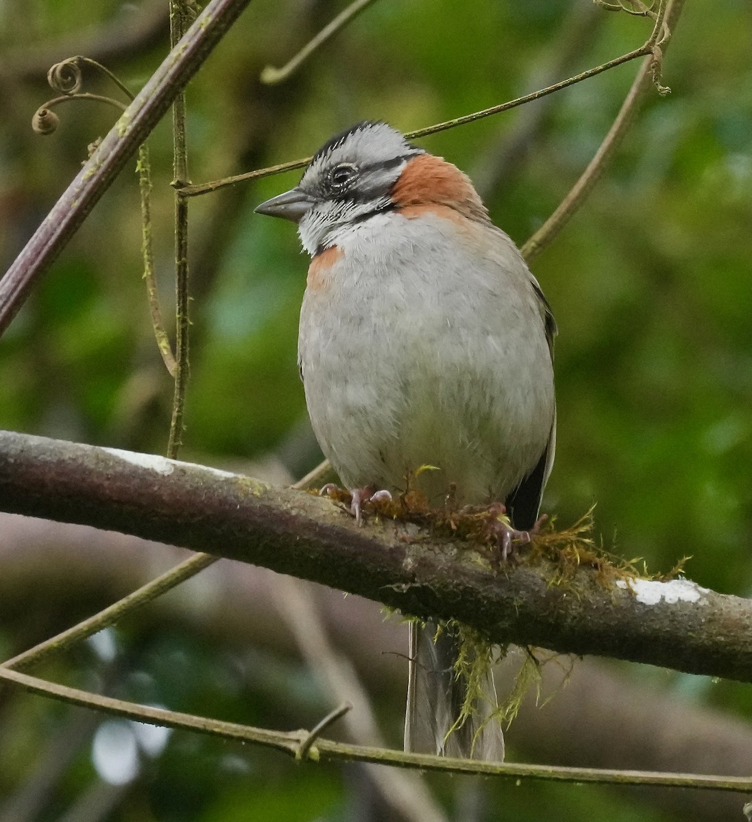 Rufous-collared Sparrow - ML646153768