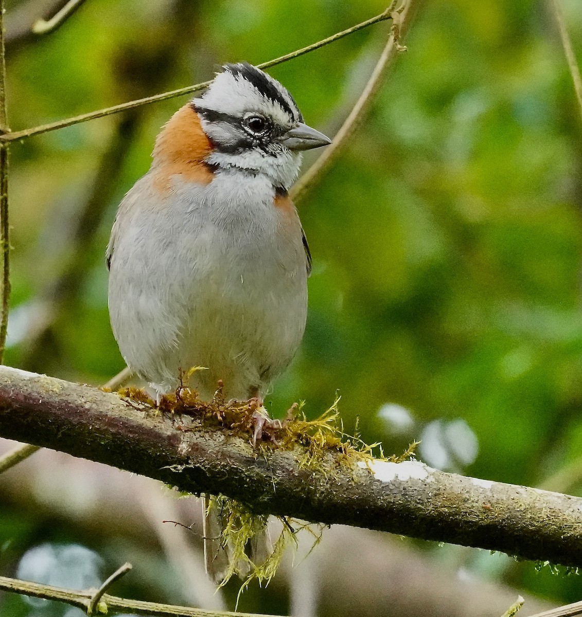 Rufous-collared Sparrow - ML646153769