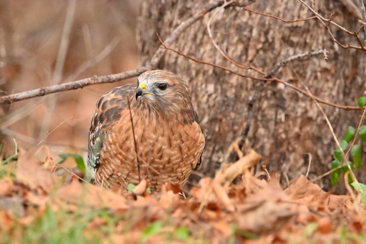 Red-shouldered Hawk - ML646153774