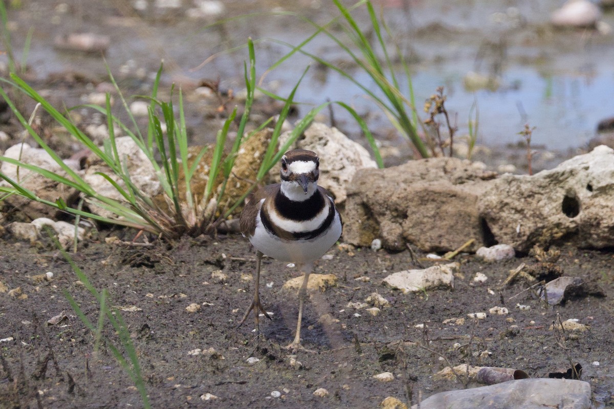 Kildir txirritxoa - ML646153778