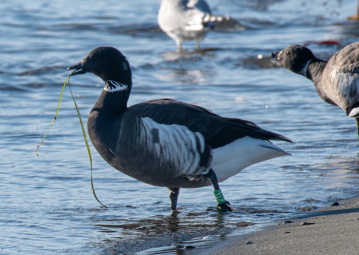 Brant - ML646153780