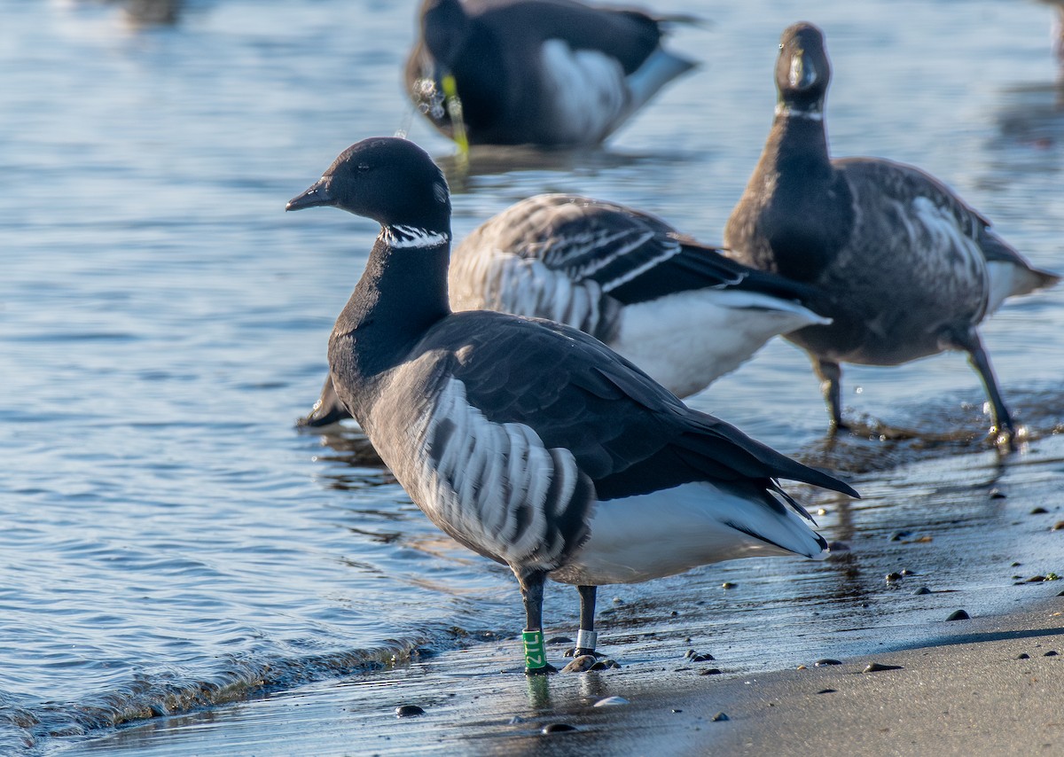 Brant - ML646153781