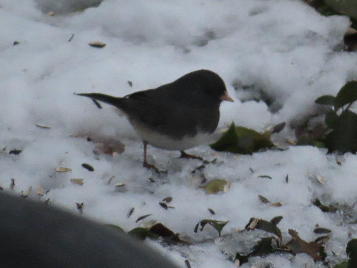 Dark-eyed Junco - ML646153782