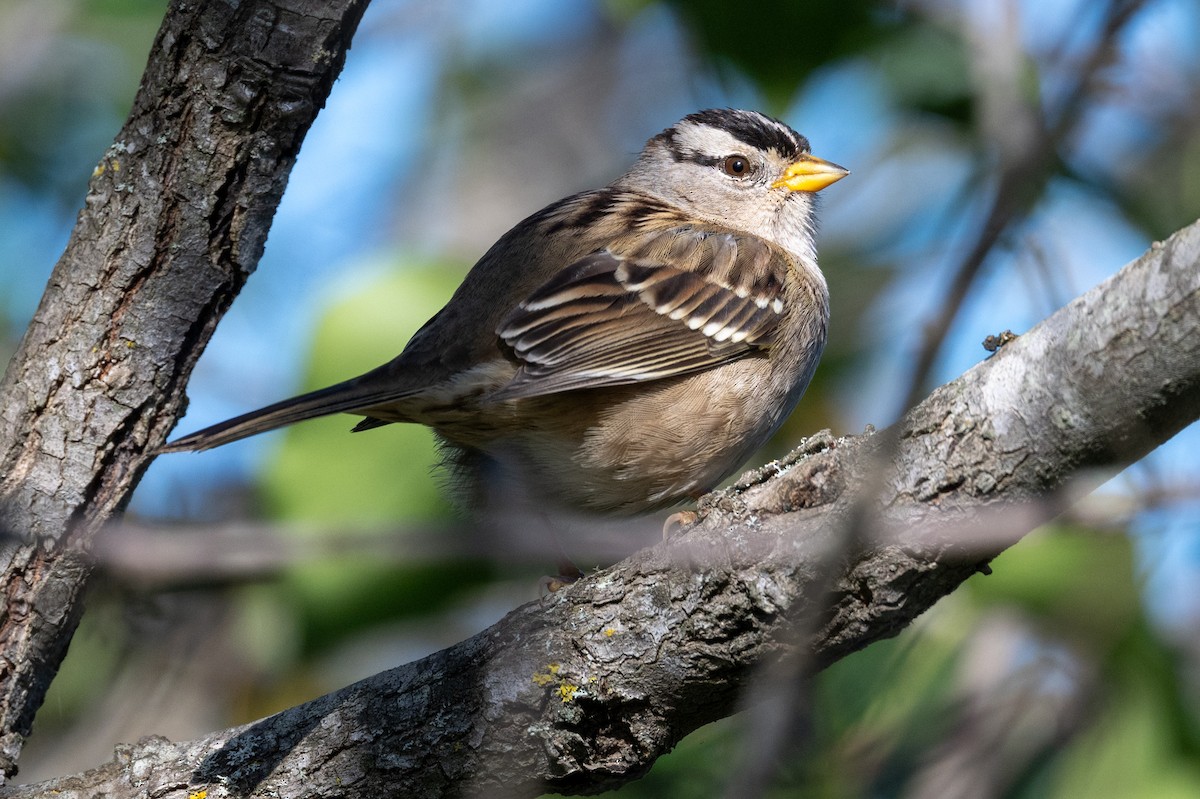 White-crowned Sparrow - ML646153784