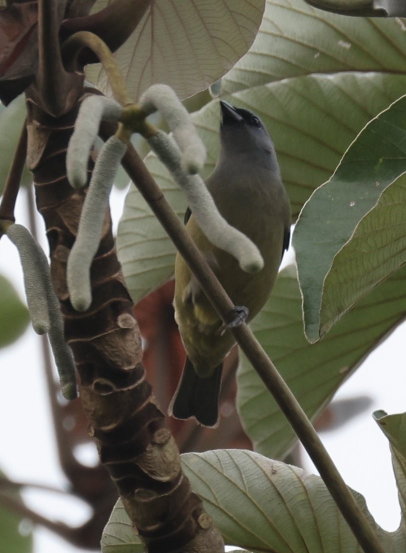 Yellow-winged Tanager - ML646153786