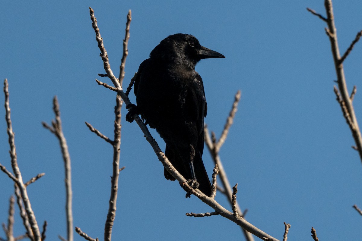 American Crow - ML646153788