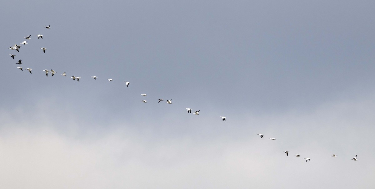 Ánsar Nival - ML646153789