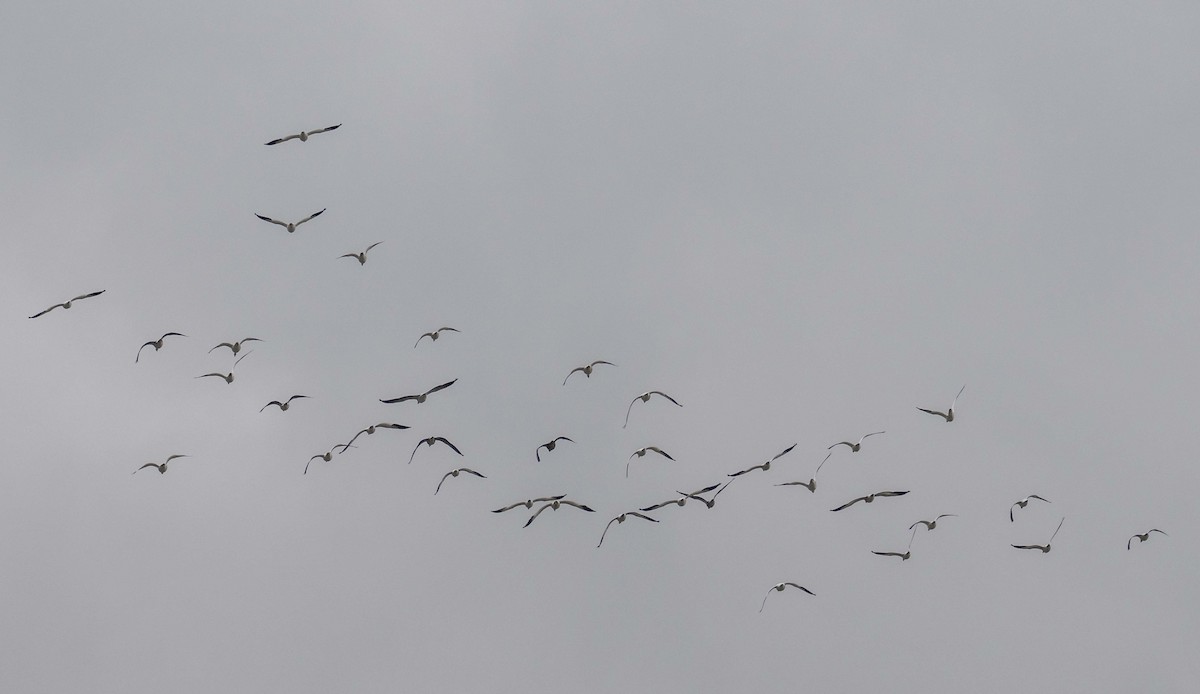 Ánsar Nival - ML646153790