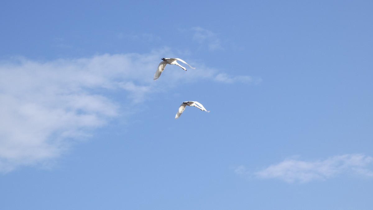 ברבור קטן - ML646153797