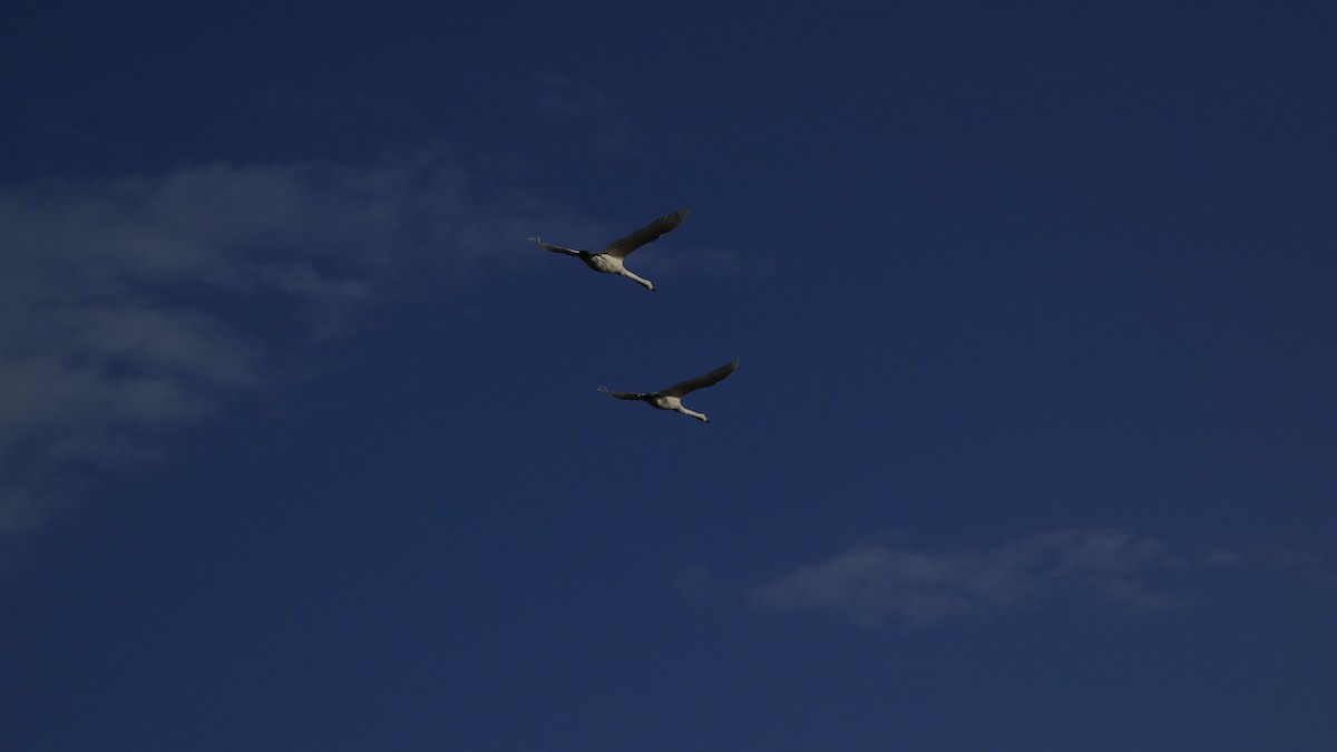 ברבור קטן - ML646153798