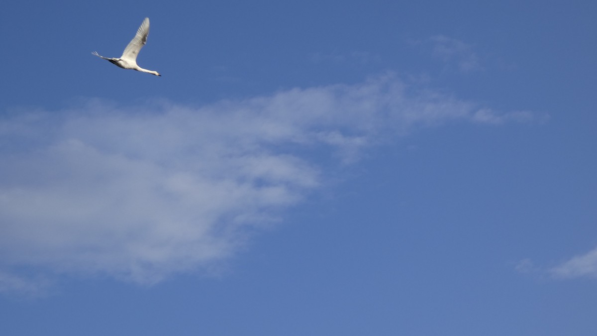 ברבור קטן - ML646153799