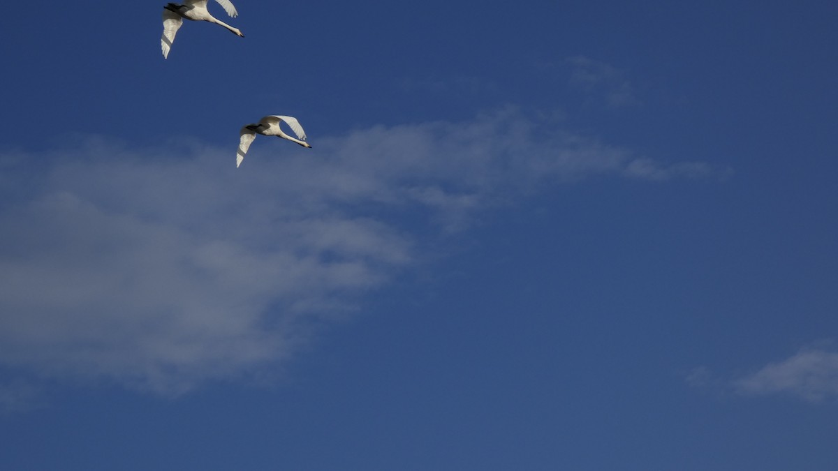 ברבור קטן - ML646153800