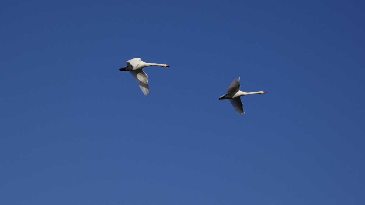 ברבור קטן - ML646153801