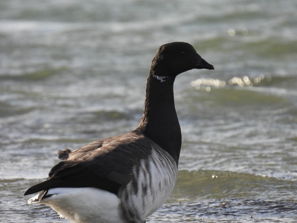 Brant - ML646153802