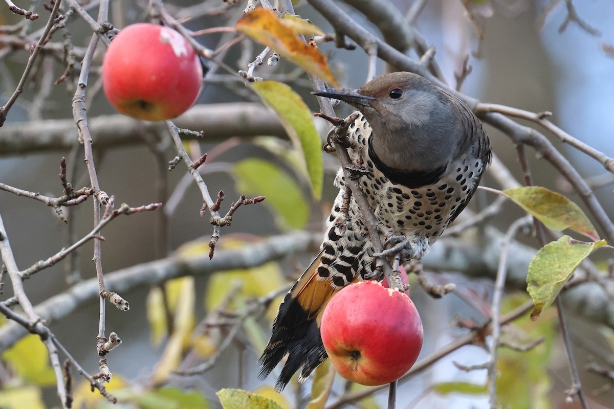 Northern Flicker - ML646153805