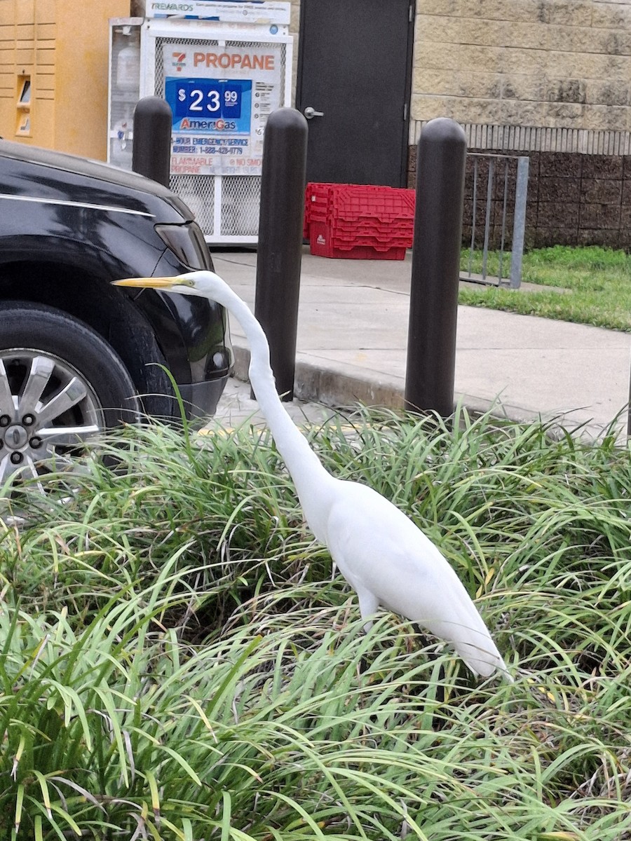 Great Egret - ML646153806