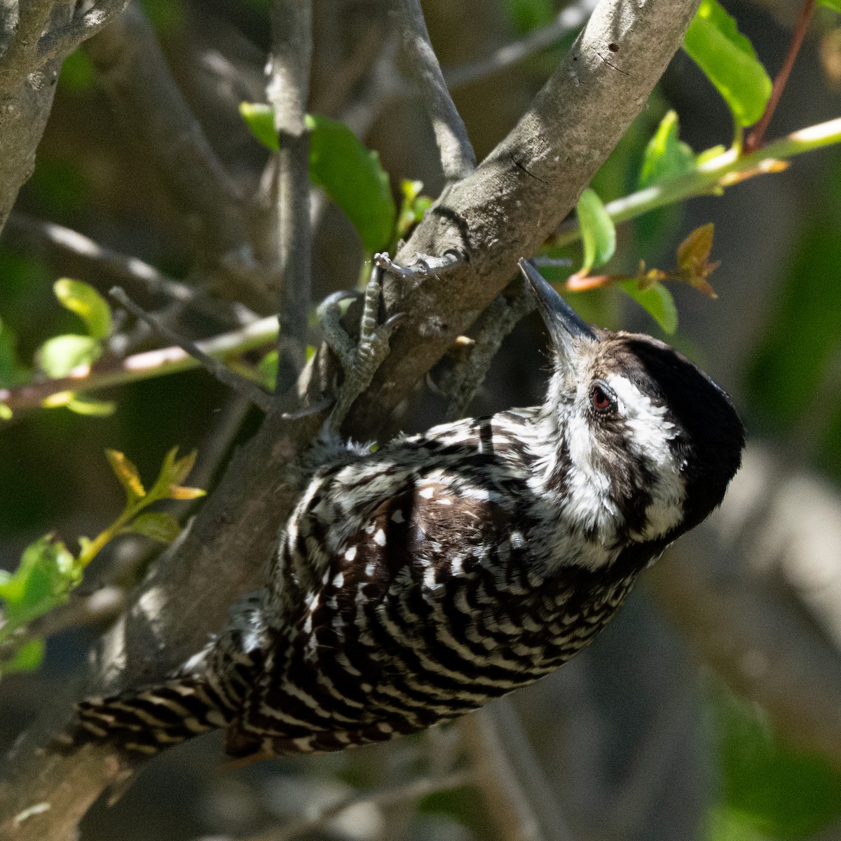 Striped Woodpecker - ML646153807