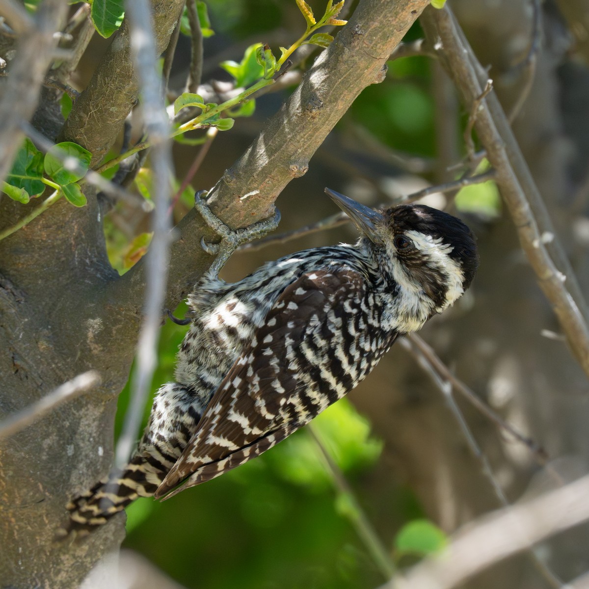 Striped Woodpecker - ML646153808