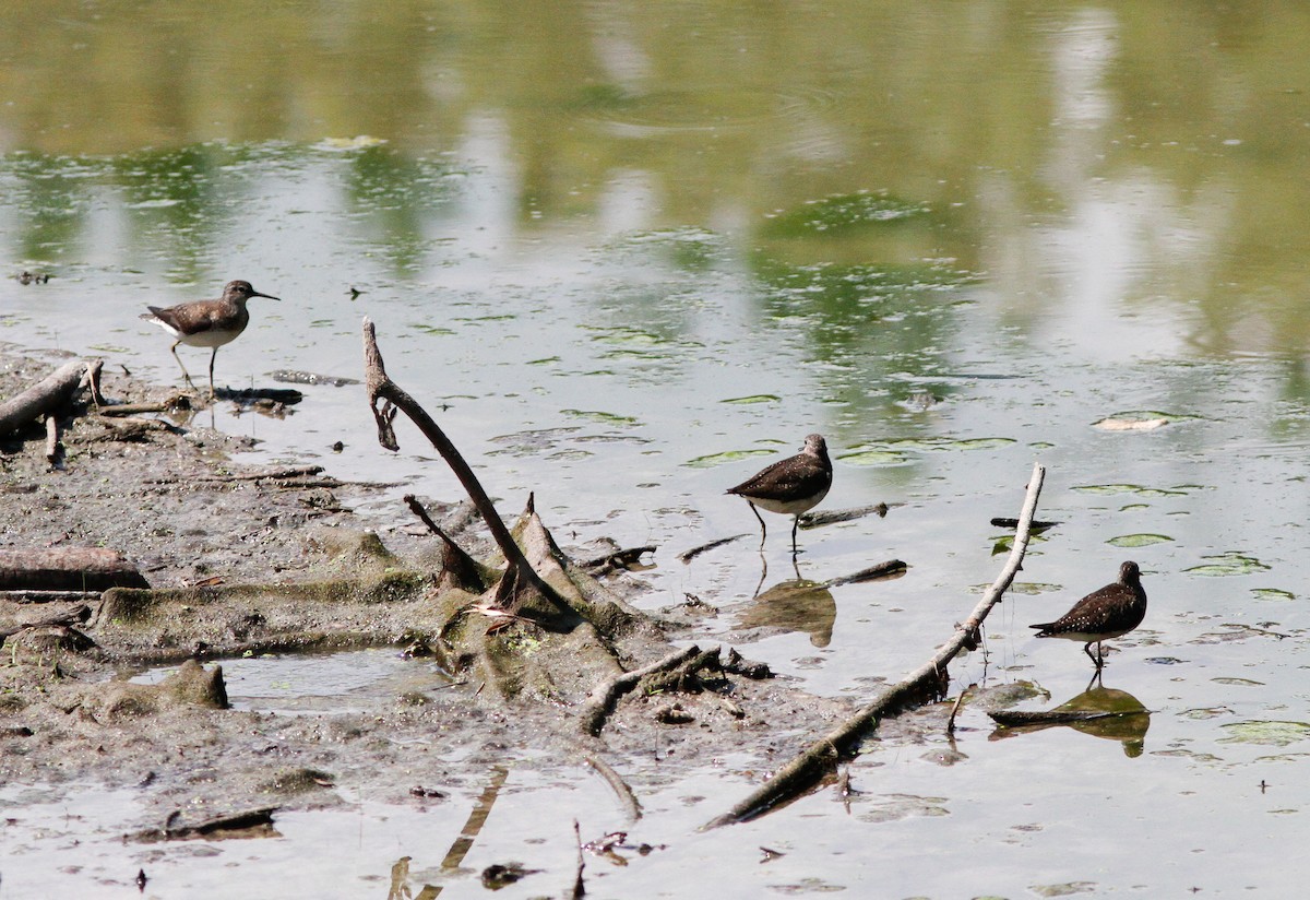 Solitary Sandpiper - ML646153810