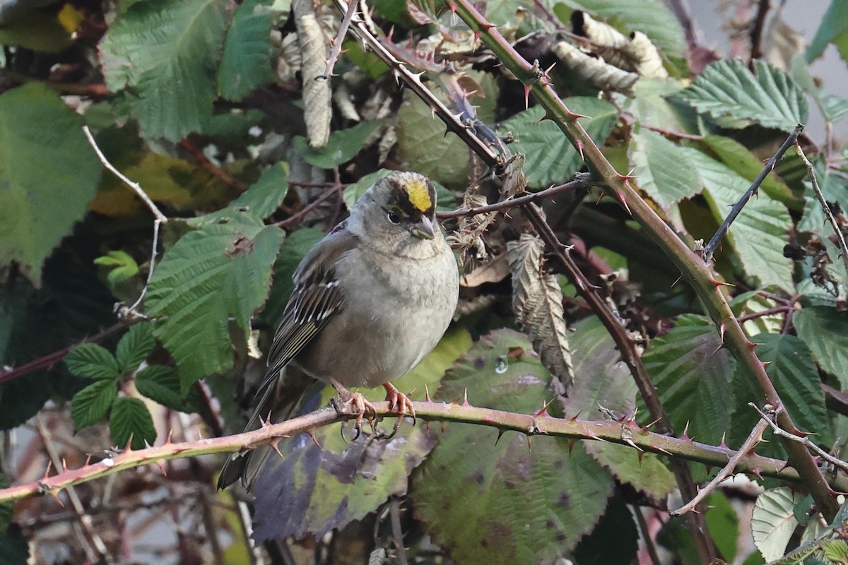 Golden-crowned Sparrow - ML646153814
