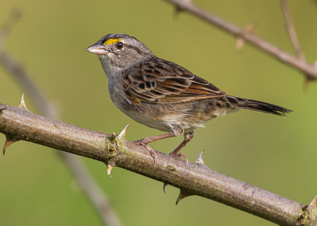 Grassland Sparrow - ML646153815