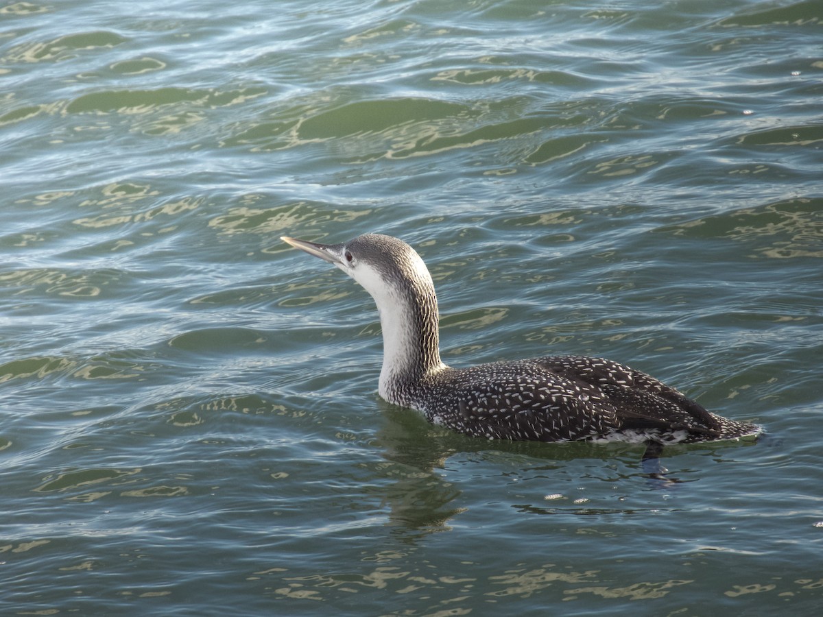 Red-throated Loon - ML646153816