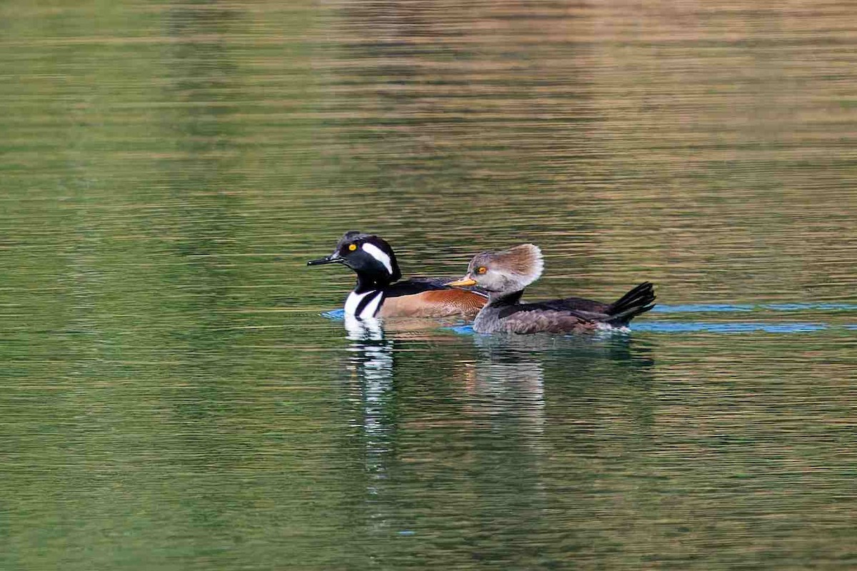 Hooded Merganser - ML646153817