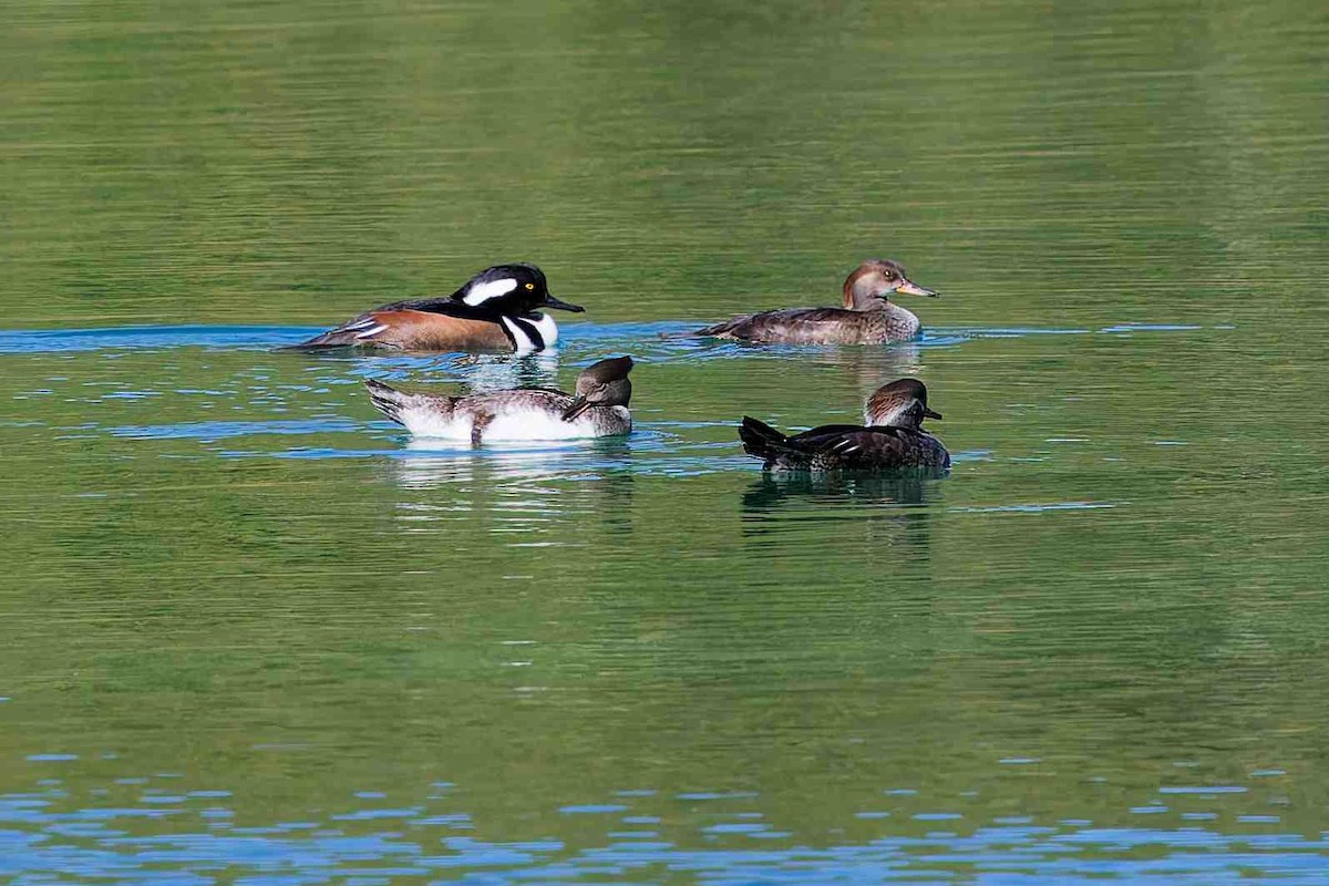 Hooded Merganser - ML646153818