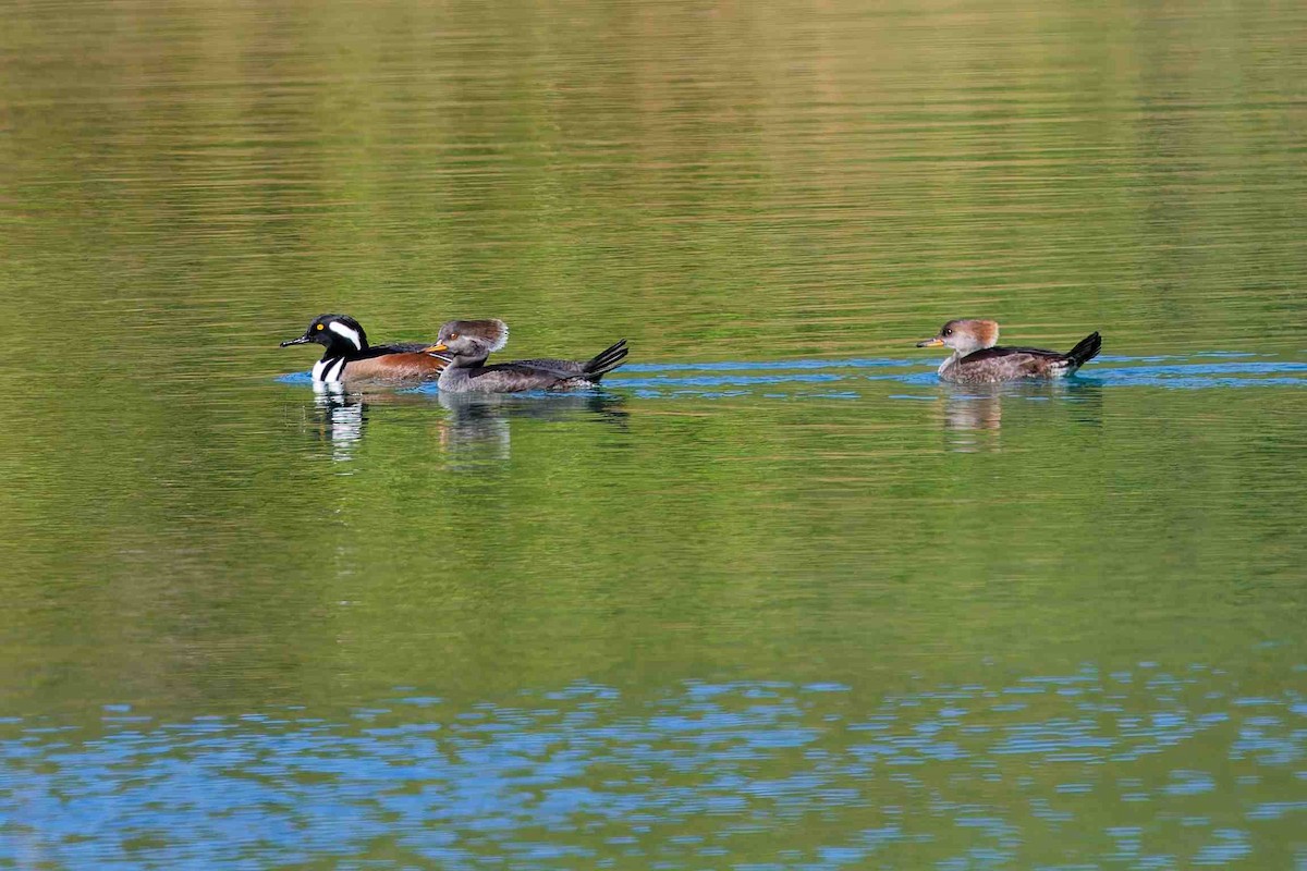 Hooded Merganser - ML646153819