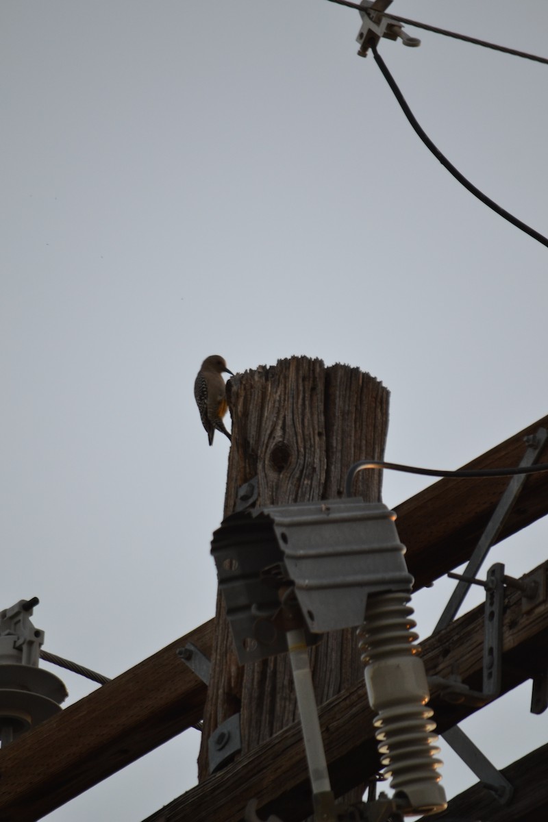 Gila Woodpecker - ML646153820