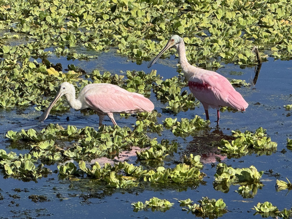 Roseate Spoonbill - ML646153821