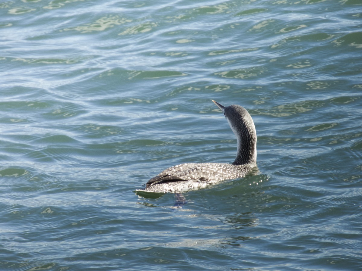 Red-throated Loon - ML646153822