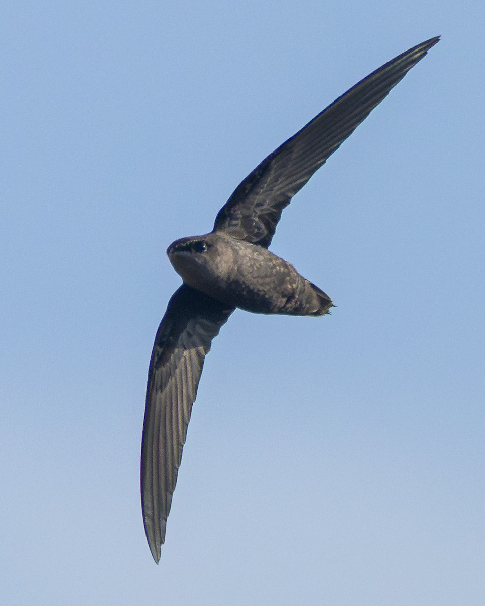 Chimney Swift - ML646153823