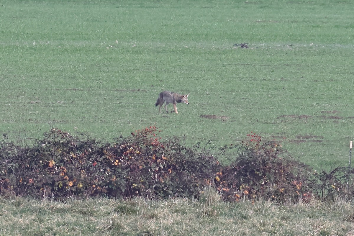 Animals - ML646153824