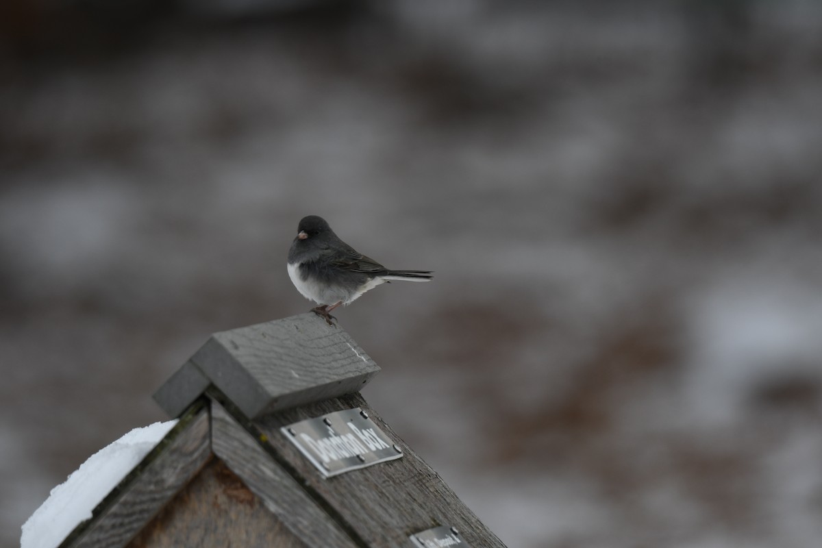 Dark-eyed Junco - ML646153825