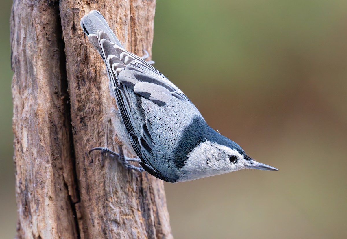 White-breasted Nuthatch (Eastern) - ML646153826