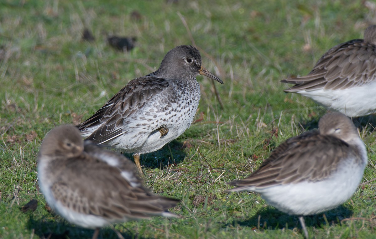 Rock Sandpiper - ML646153827