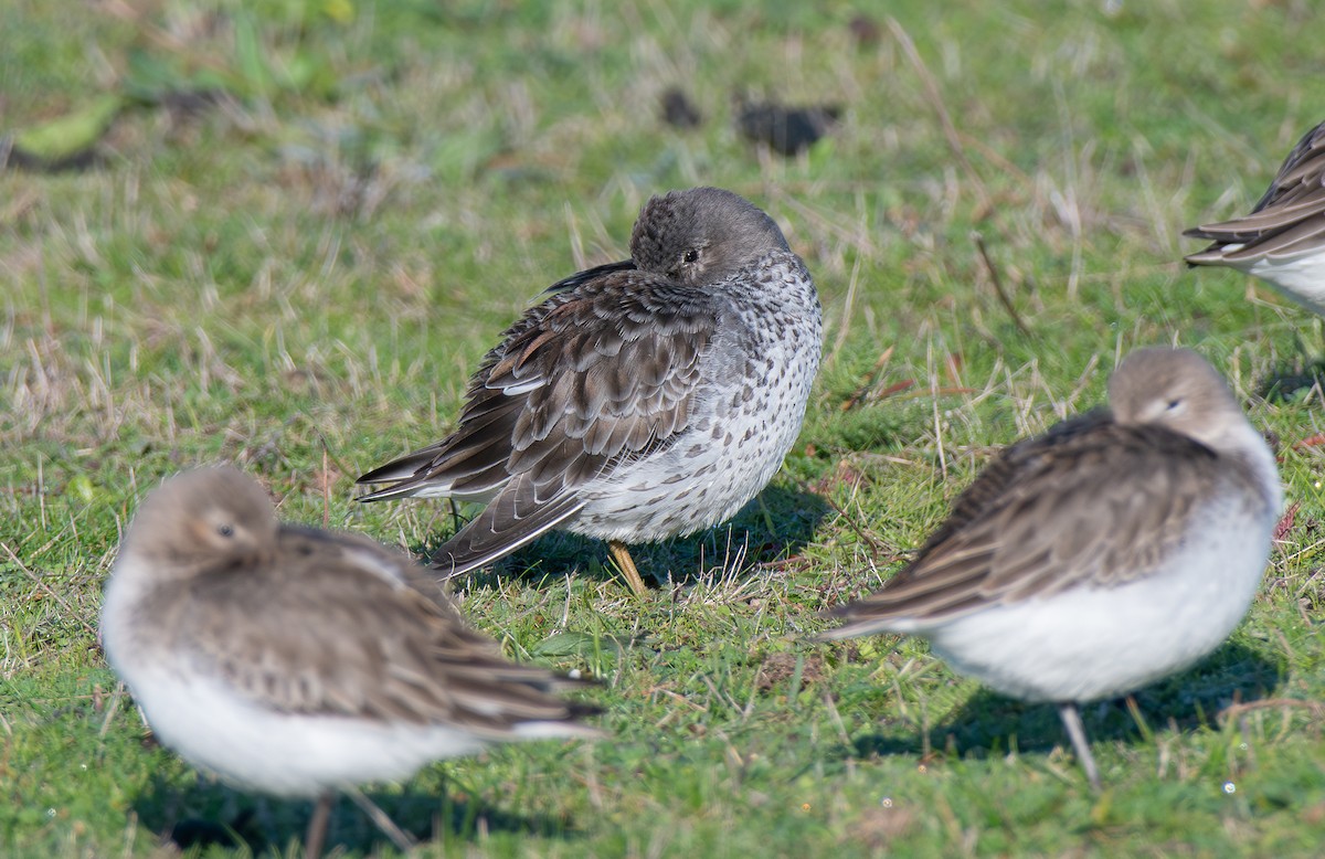 Rock Sandpiper - ML646153828