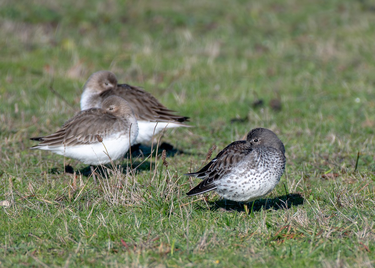 Rock Sandpiper - ML646153829