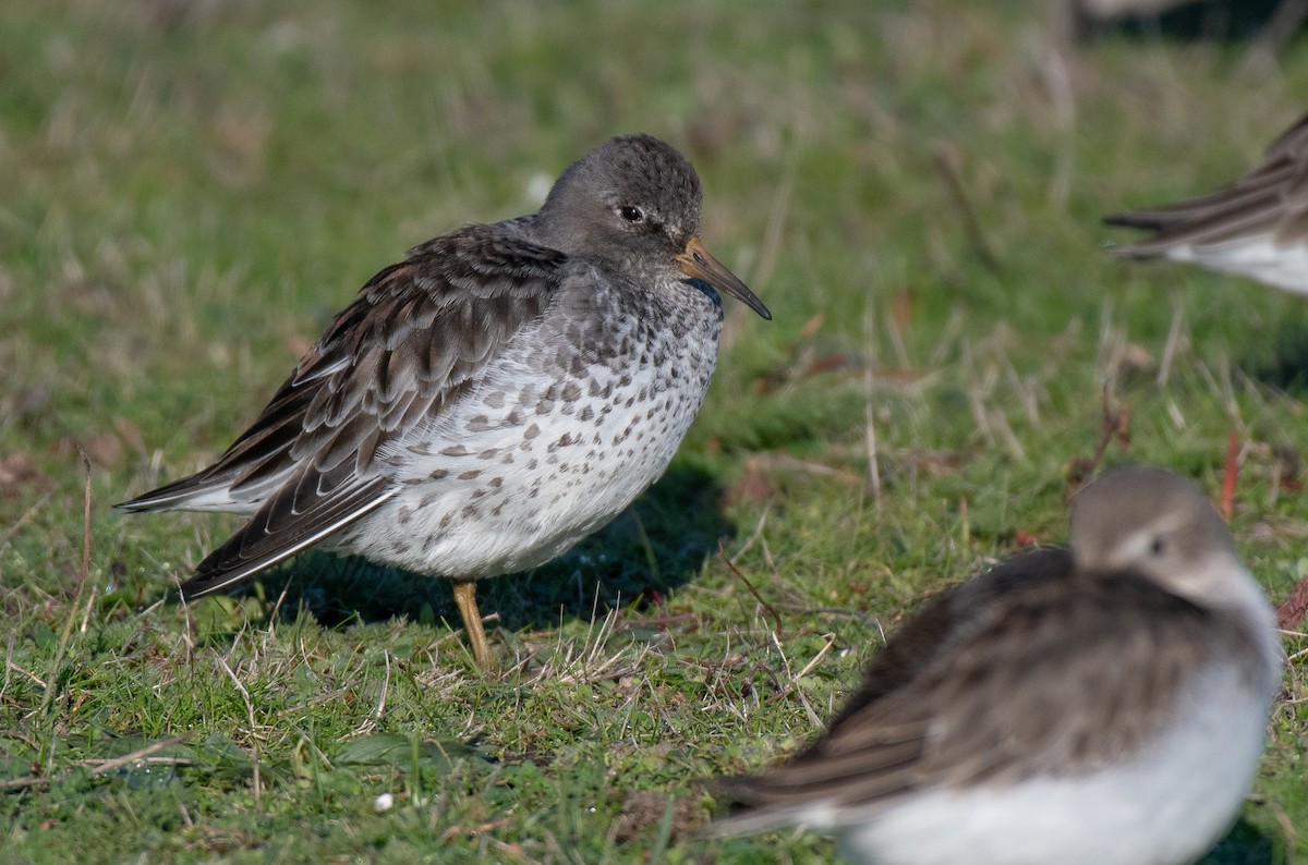 Rock Sandpiper - ML646153830