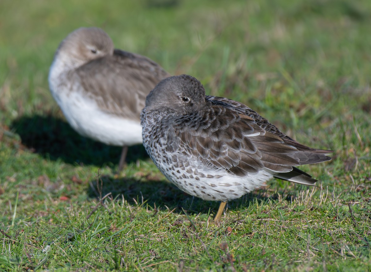 Rock Sandpiper - ML646153831