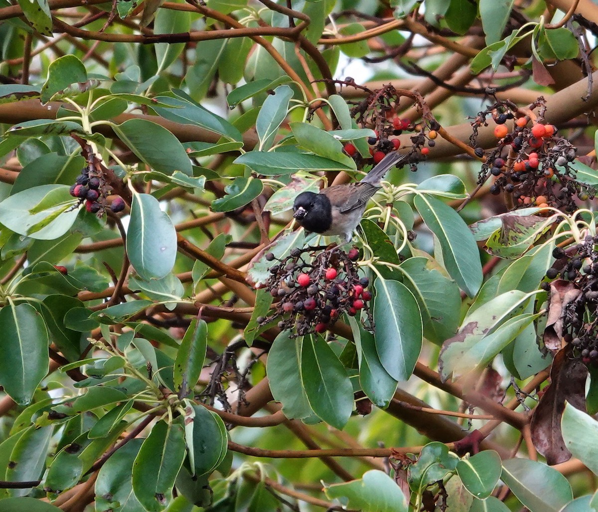 Dark-eyed Junco (Oregon) - ML646153832