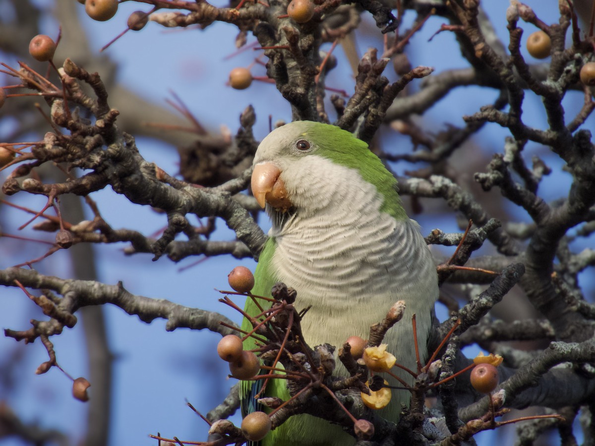 Monk Parakeet - ML646153834