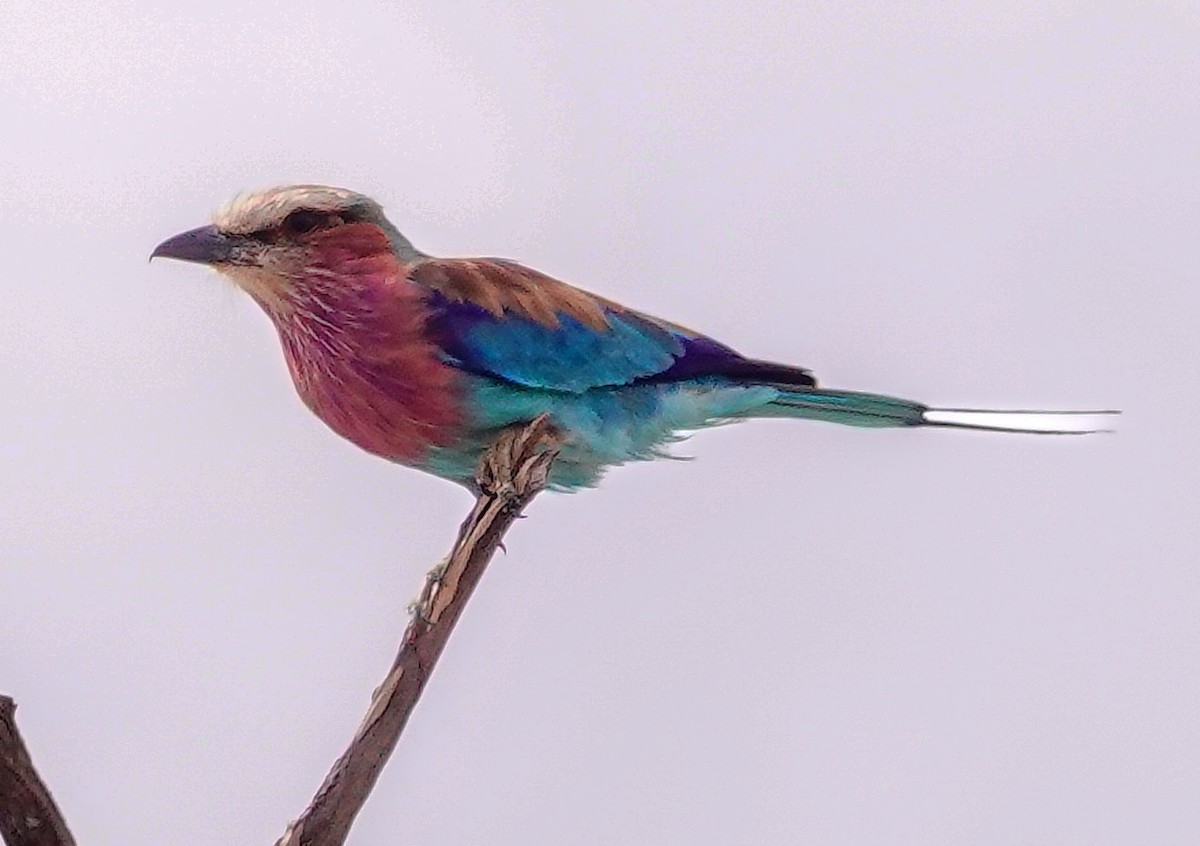 Lilac-breasted Roller - ML646153835