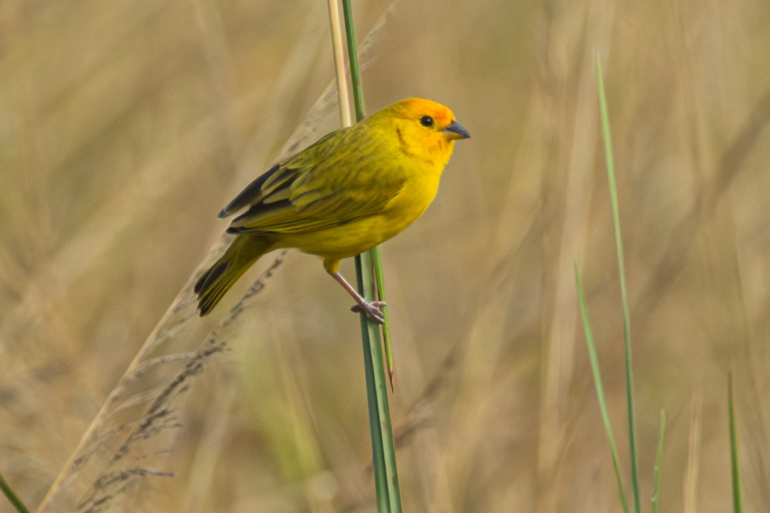 Saffron Finch - ML646153836